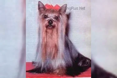 OZMILION PREMONITION &mdash; Labaza DogPedigree YorkshireTerrier